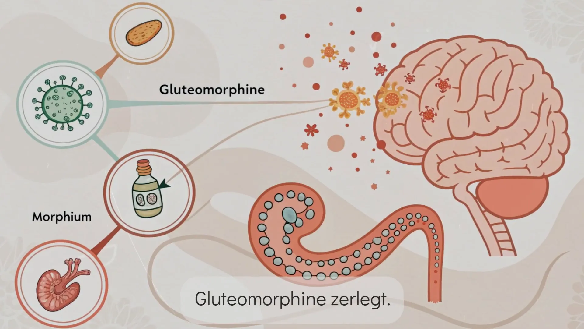 Molekulare Struktur von Gluten