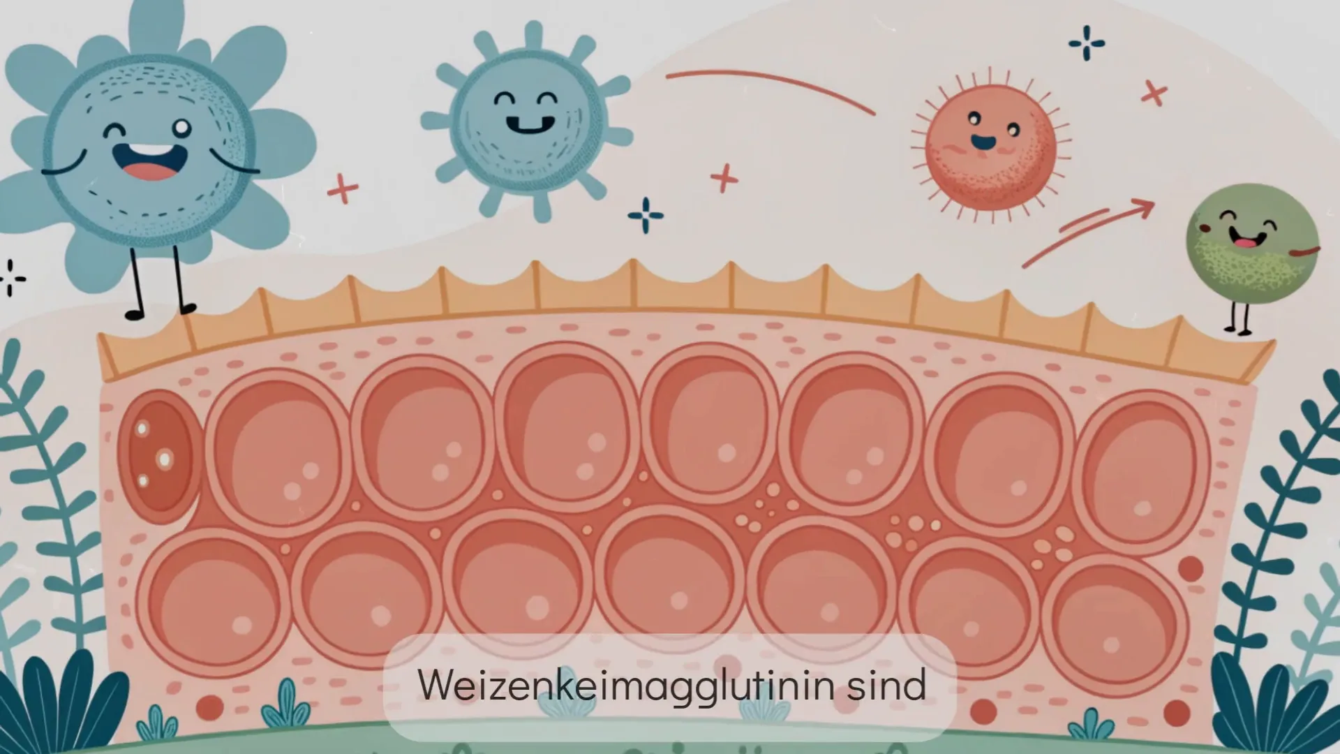 Lektine binden an Darmzellen